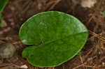 Variableleaf heartleaf